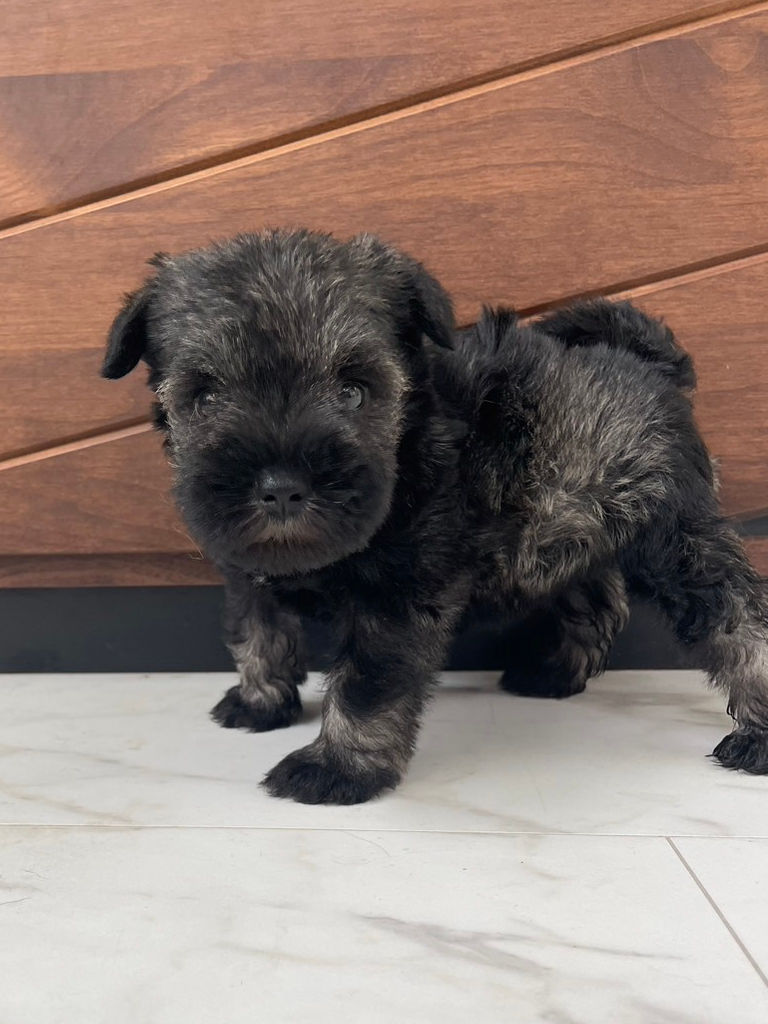 ミニチュアシュナウザーの女の子（ソルト＆ペッパー）、2024年06月15日産まれ、立ち姿、左側面。No.20240615002