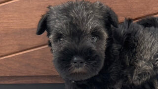 【子犬販売】ミニチュアシュナウザーの女の子（ソルト＆ペッパー）、No.20240615002