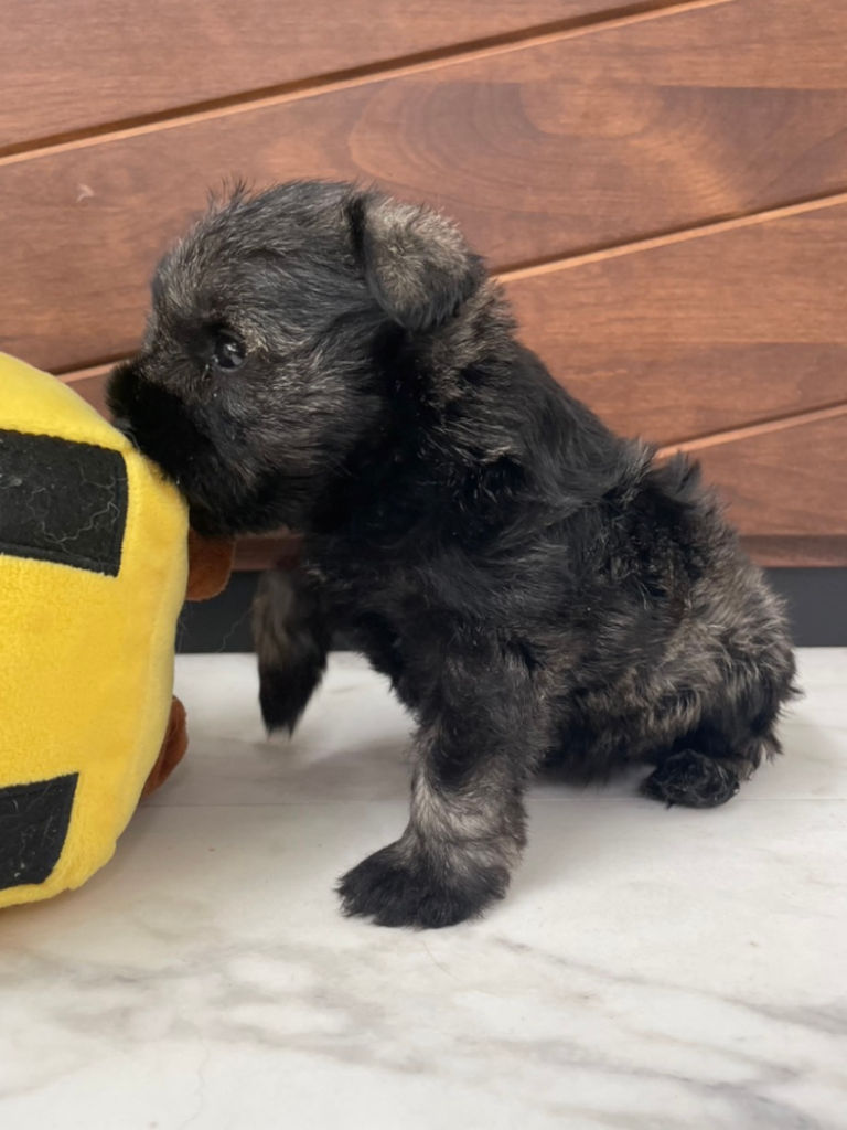 ミニチュアシュナウザーの女の子（ソルト＆ペッパー）、2024年06月15日産まれ、左側面。No.20240615002