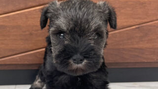 【子犬販売】ミニチュアシュナウザーの女の子（ソルト＆ペッパー）、No.20240615001