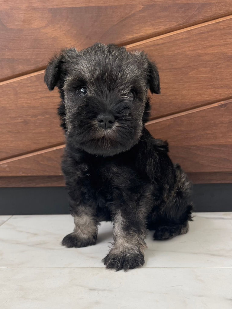 ミニチュアシュナウザーの女の子（ソルト＆ペッパー）、2024年06月15日産まれ。おすわり。No.20240615001