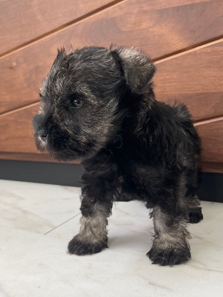 ミニチュアシュナウザーの女の子（ソルト＆ペッパー）、2024年06月15日産まれ。立ち姿2。No.20240615001