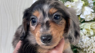 【子犬販売】ミニチュア・ダックスフンド・ロングヘア―ド（男の子）、No.20250302004