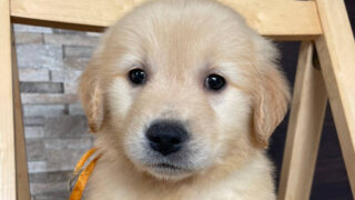 【子犬販売】ゴールデンレトリーバーの女の子、No.20250302001