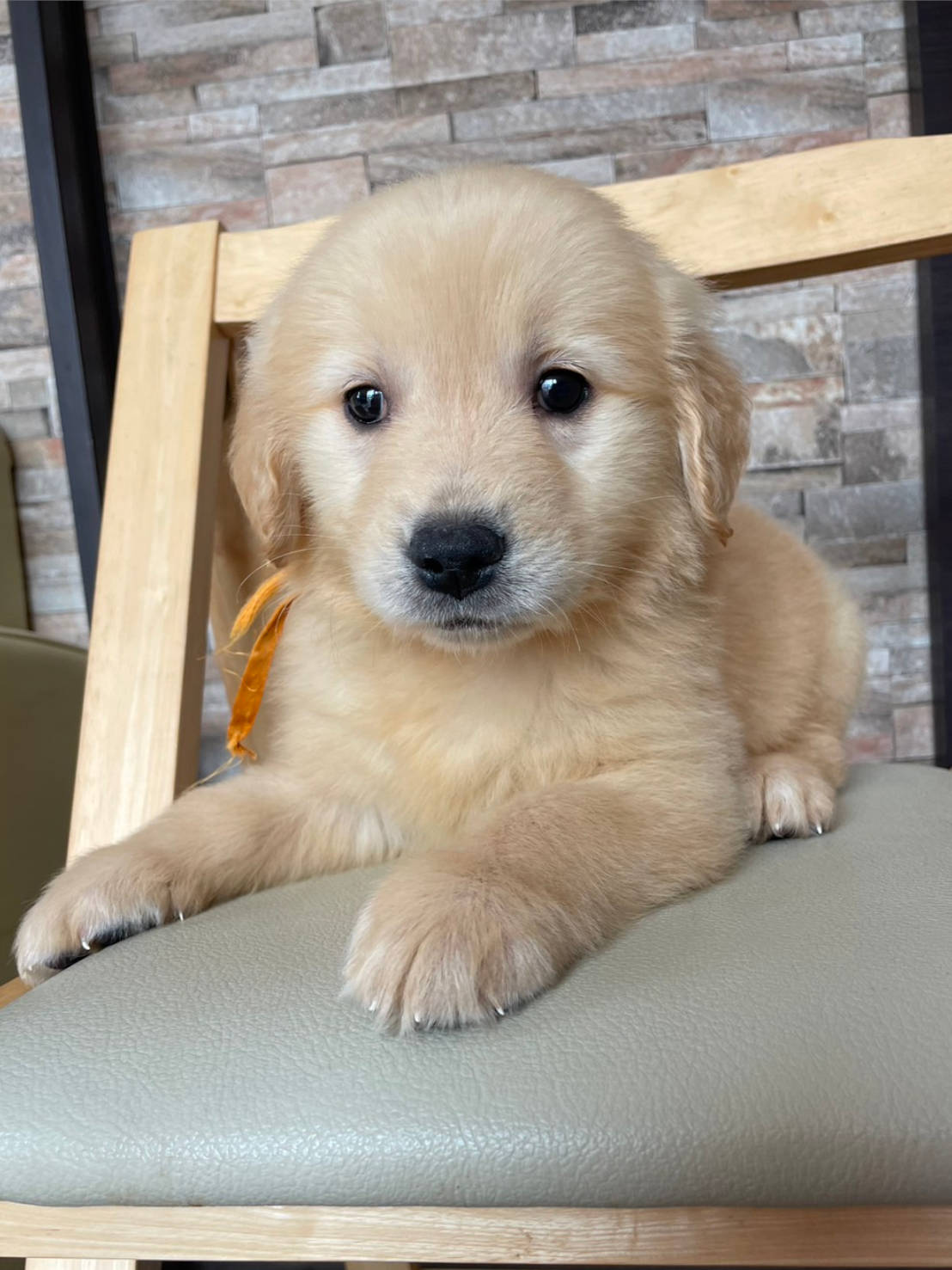 ゴールデンレトリーバー（女の子、ゴールド）、 2025年01月13日産まれ、No.20250302001。オレンジリボン。正面、フセ2