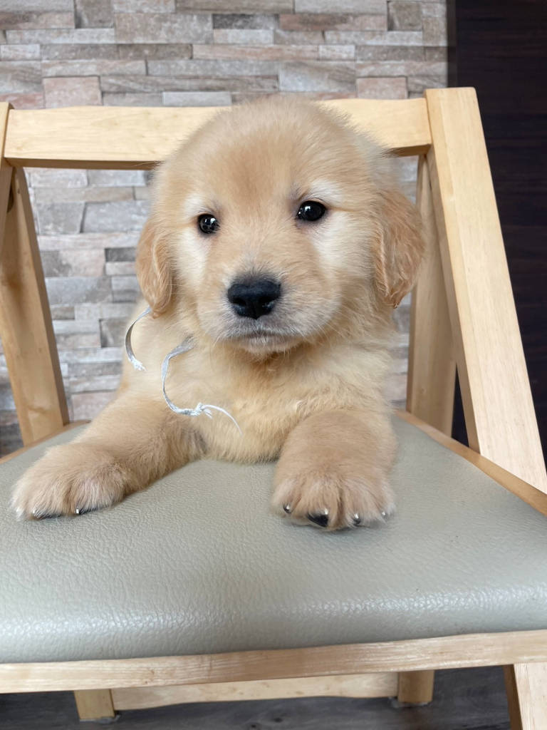 ゴールデンレトリーバー（女の子、ゴールド）、 2025年01月13日産まれ、No.20250302002。シルバーリボン。正面、お顔。