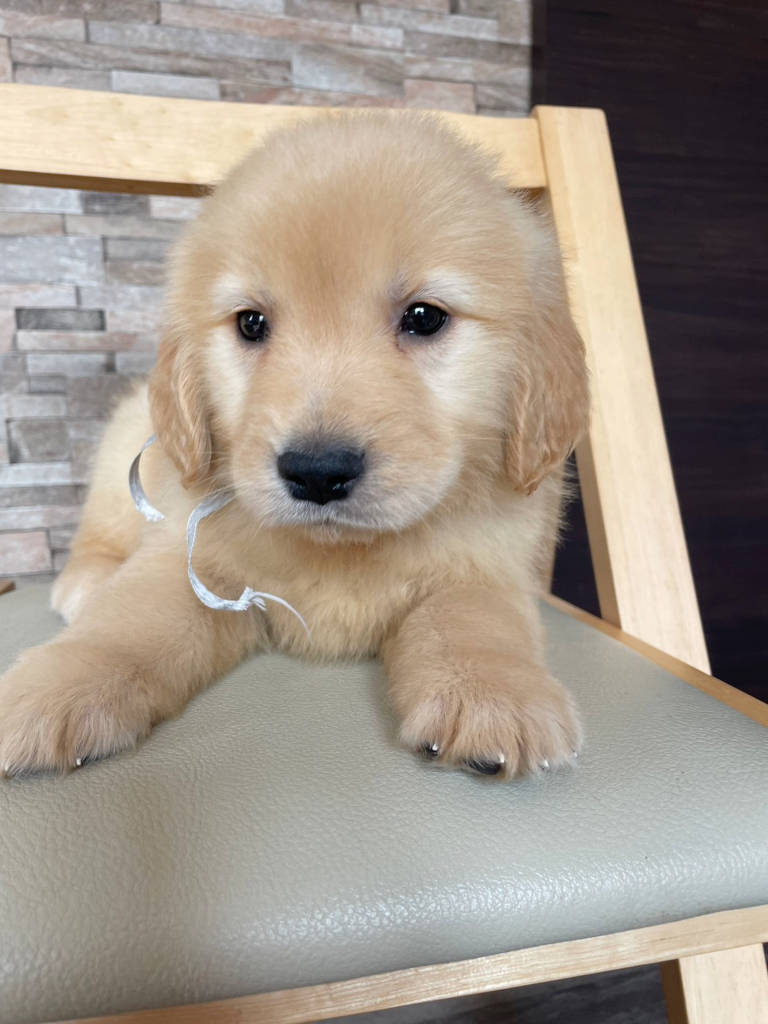 ゴールデンレトリーバー（女の子、ゴールド）、 2025年01月13日産まれ、No.20250302002。シルバーリボン。正面、フセ。