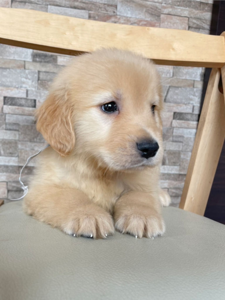 ゴールデンレトリーバー（女の子、ゴールド）、 2025年01月13日産まれ、No.20250302002。シルバーリボン。フセ。