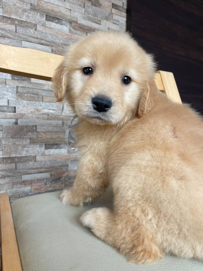 ゴールデンレトリーバー（女の子、ゴールド）、 2025年01月13日産まれ、No.20250302002。シルバーリボン。おすわり、振り向き。