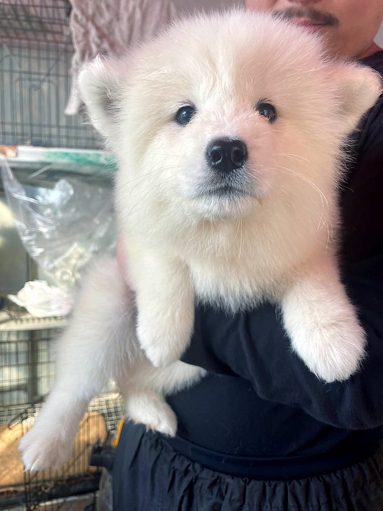 サモエド子犬（男の子、ホワイト）、2025年01月01日産まれ、No.20250302003。お顔、正面。