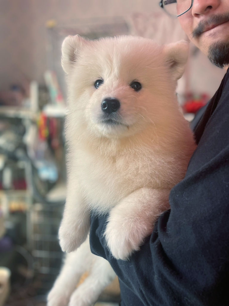 サモエド子犬（男の子、ホワイト）、2025年01月01日産まれ、No.20250302003。お顔、正面2