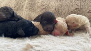 【子犬販売】ミディアムプードル、ID20250709006