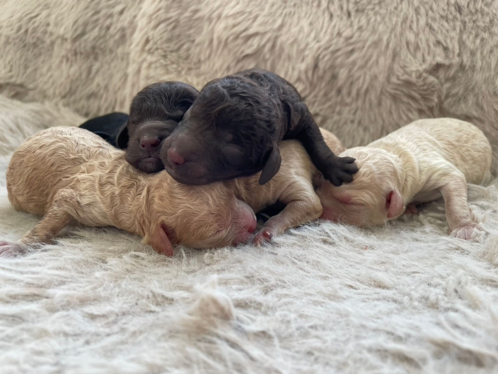 ミディアムプードルの子犬達。ブラウン（男の子2頭）、ブラック（男の子1頭）、アプリコット（男の子1頭、女の子2頭）、2025年7月7日産まれ。2枚目