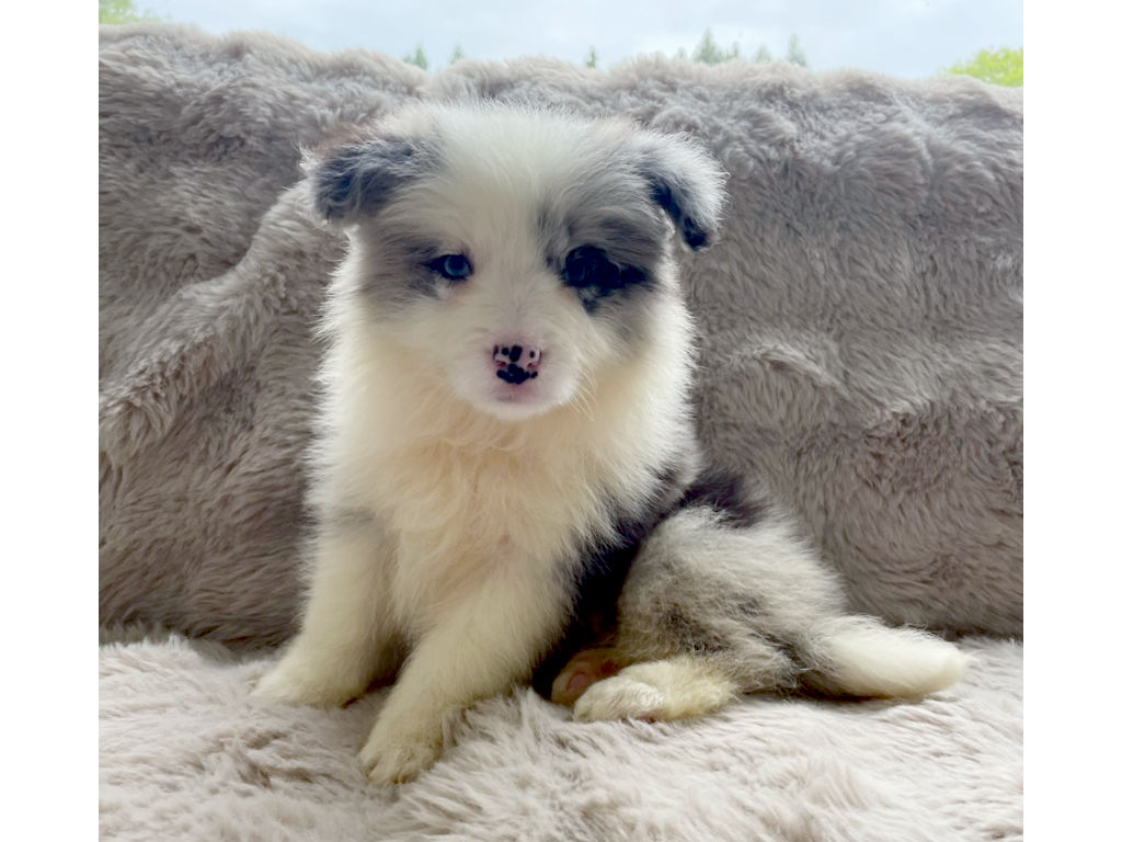 ボーダーコリーの子犬（ブルーマール、男の子、2025年03月25日産まれ）、おすわり、ID20250709007。