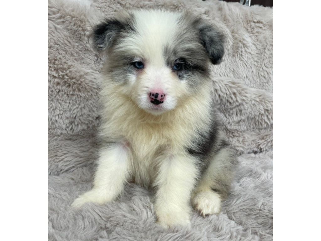 ボーダーコリーの子犬（ブルーマール、男の子、2025年03月25日産まれ）、正面、ID20250709007。