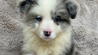 【子犬販売】ボーダーコリー、ID20250709007