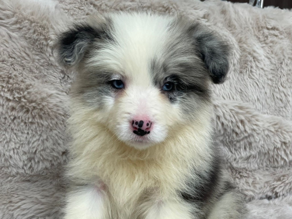 ボーダーコリーの子犬（ブルーマール、男の子、2025年03月25日産まれ）、お顔、ID20250709007。