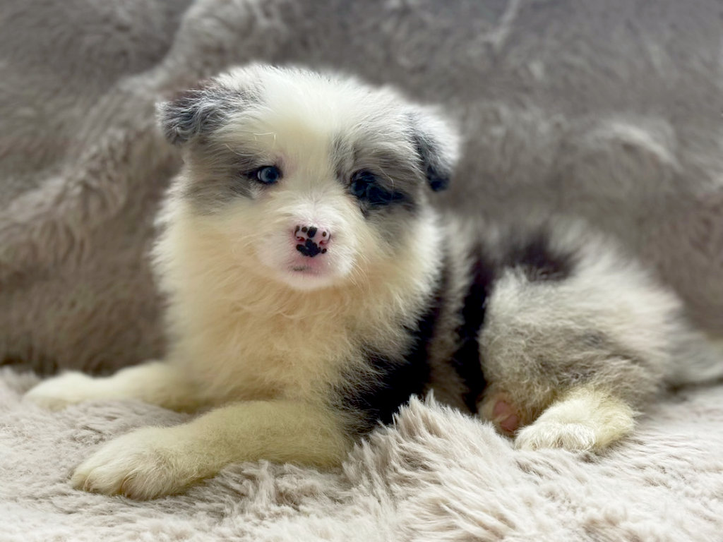 ボーダーコリーの子犬（ブルーマール、男の子、2025年03月25日産まれ）、フセ2、ID20250709007。