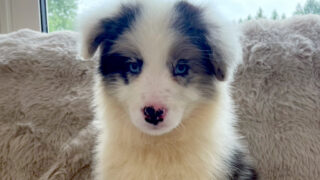 【子犬販売】ボーダーコリー、ID20250709008