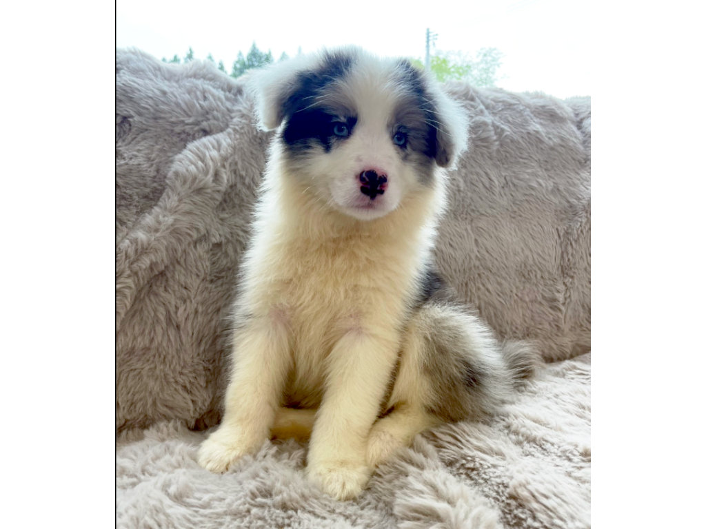 ボーダーコリーの子犬（ブルーマール、男の子、2025年03月25日産まれ）、おすわり2、ID20250709008。