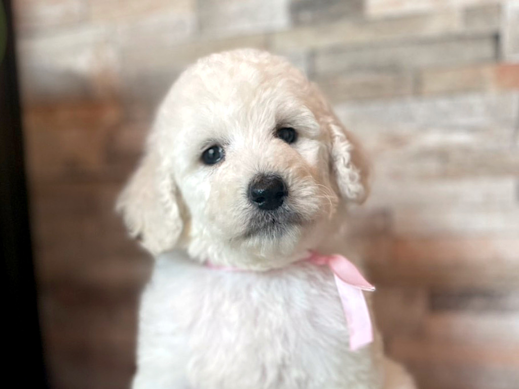 スタンダードプードル（スタンプー）の子犬（ホワイト、女の子（メス）、2025年05月12日産まれ）、お顔、ID20250709009。