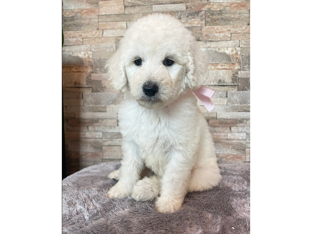 スタンダードプードル（スタンプー）の子犬（ホワイト、女の子（メス）、2025年05月12日産まれ）、おすわり2、ID20250709009。