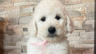 【子犬販売】スタンダードプードル、ID20250709009