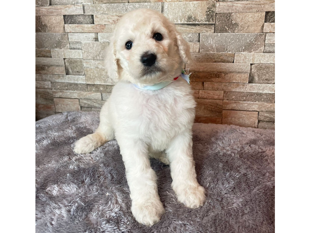 スタンダードプードル（スタンプー）の子犬（ホワイト、女の子（メス）、2025年05月12日産まれ）、おすわり2、ID20250709010。