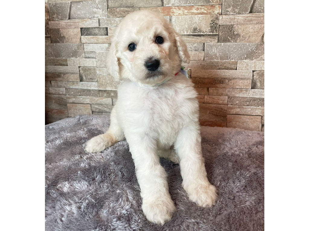 スタンダードプードル（スタンプー）の子犬（ホワイト、女の子（メス）、2025年05月12日産まれ）、おすわり、ID20250709010。