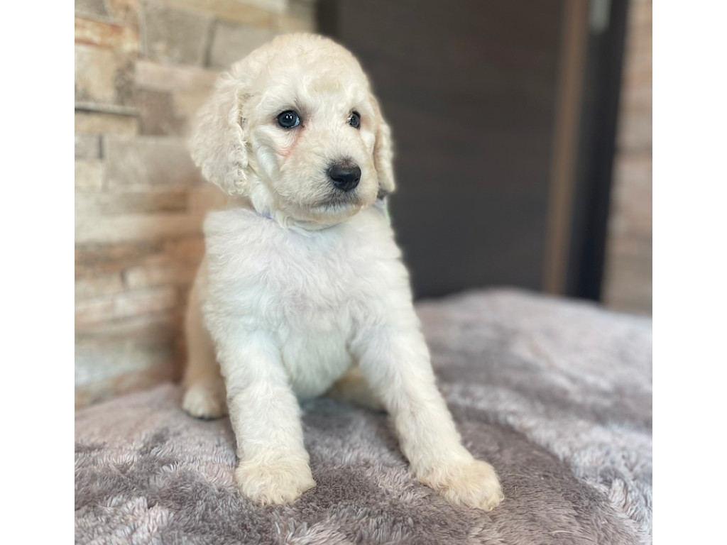 スタンダードプードル（スタンプー）の子犬（ホワイト、女の子（メス）、2025年05月12日産まれ）、おすわり3、ID20250709010。