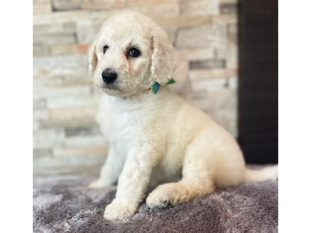 スタンダードプードル（スタンプー）の子犬（ホワイト、女の子（メス）、2025年05月12日産まれ）、左側面、ID20250709010。