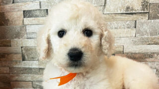 【子犬販売】スタンダードプードル、ID20250709011