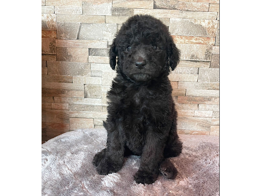 スタンダードプードル（スタンプー）の子犬（シルバー、女の子（メス）、2025年05月12日産まれ）、おすわり、ID20250709012。