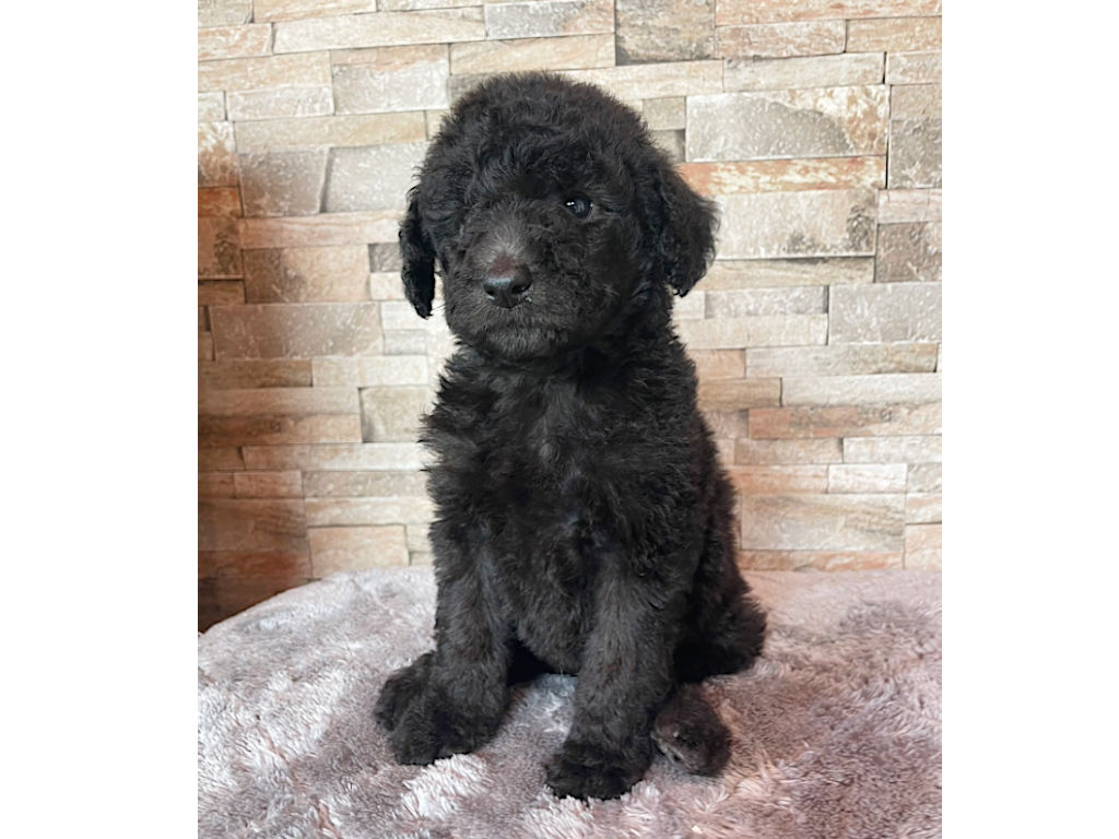 スタンダードプードル（スタンプー）の子犬（シルバー、女の子（メス）、2025年05月12日産まれ）、おすわり2、ID20250709012。