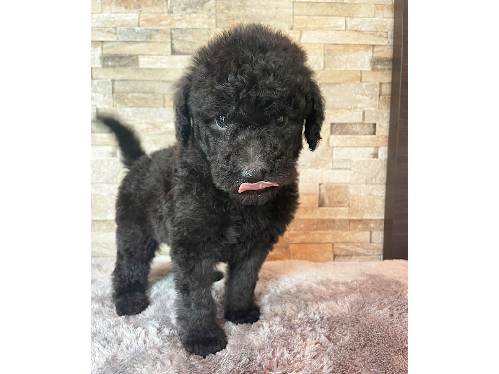 スタンダードプードル（スタンプー）の子犬（シルバー、女の子（メス）、2025年05月12日産まれ）、正面、ID20250709012。