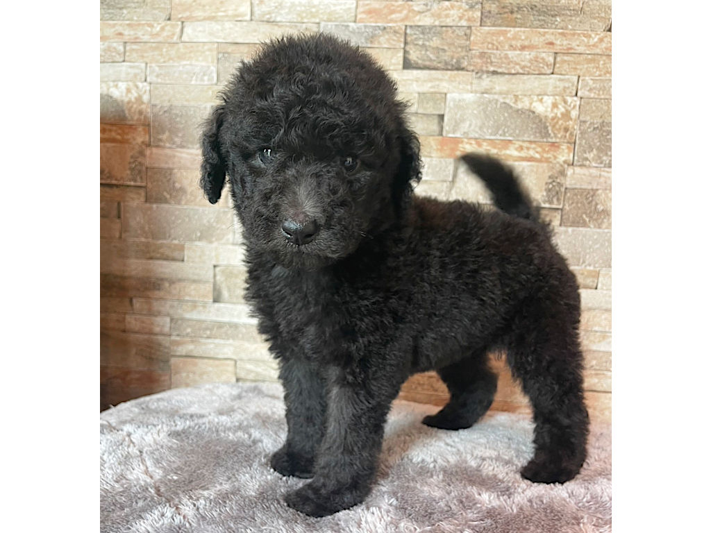 スタンダードプードル（スタンプー）の子犬（シルバー、女の子（メス）、2025年05月12日産まれ）、左側面、ID20250709012。