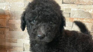 【子犬販売】スタンダードプードル、ID20250709012