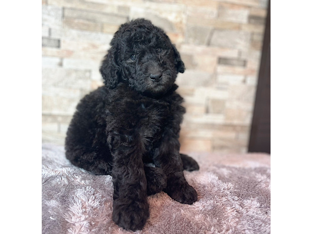 スタンダードプードル（スタンプー）の子犬（シルバー、男の子（オス）、2025年05月12日産まれ）、おすわり3、ID20250709013。