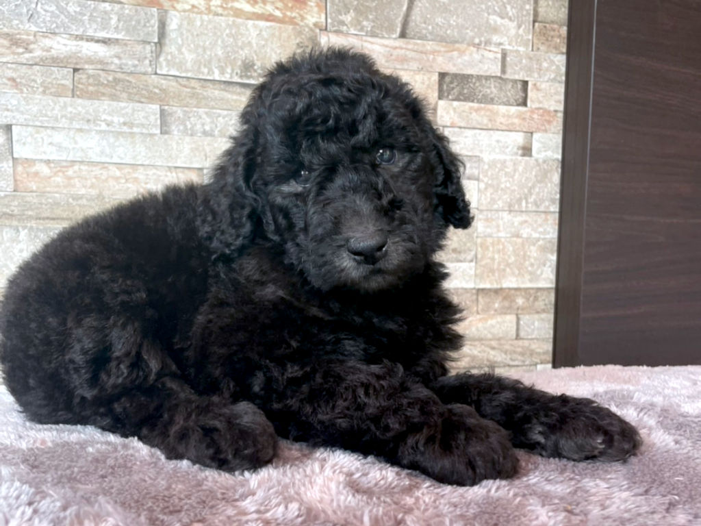 スタンダードプードル（スタンプー）の子犬（シルバー、男の子（オス）、2025年05月12日産まれ）、右側面、ID20250709013。