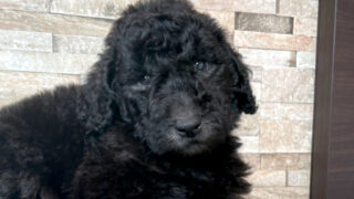 【子犬販売】スタンダードプードル、ID20250709013