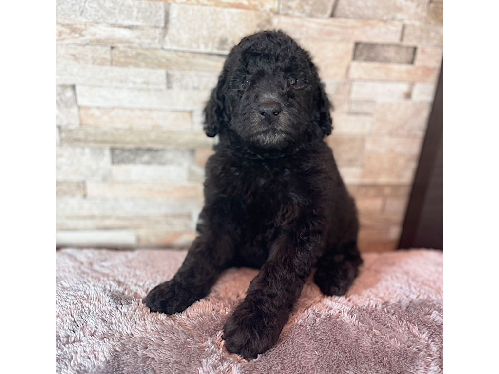 スタンダードプードル（スタンプー）の子犬（シルバー、男の子（オス）、2025年05月12日産まれ）、おすわり、ID20250709013。